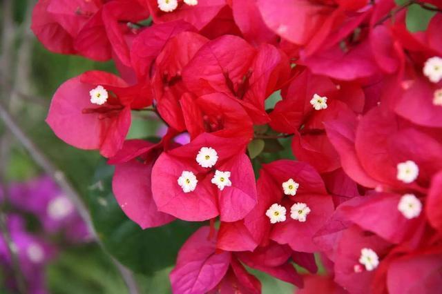 三角梅不难养开花更是赏心悦目,怎么给三角梅浇水,花期花苞更多