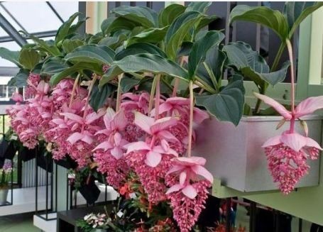 好养易活的几款花卉,一朵朵精灵似的小花,随风摇曳