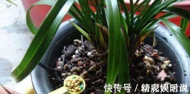 浇灌|胡大妈养“兰花”,用一种令人厌恶的“营养液”,1盆养成20盆