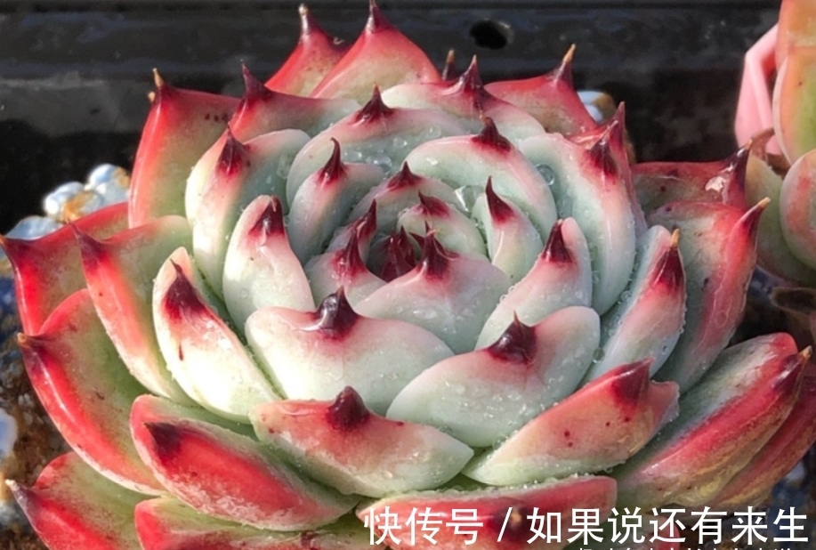 看一看这7款以美女之名来命名的多肉,你觉得哪一款最名副其实?