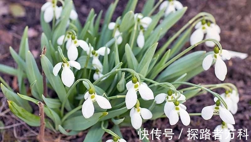 在寒冷的冬春时节灿烂开花的8种观赏花卉，可露养户外，打理简单