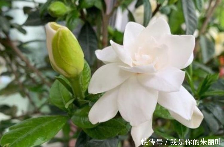 栀子花|5种花是花卉中的佼佼者,花朵一开就是200天,拦都拦不住