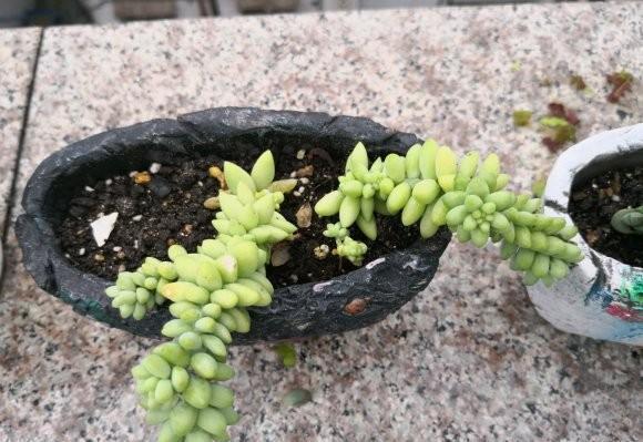 想养一盆“新玉缀多肉”,就学正确繁殖方法,轻松生根,养成功