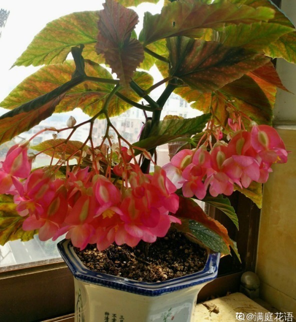 耐阴怕晒的花,一晒叶子就发黄干裂,放阴凉地养得好!