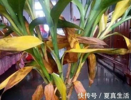 富贵竹叶子发黄,不用担心,1滴“小药水”让叶子返青