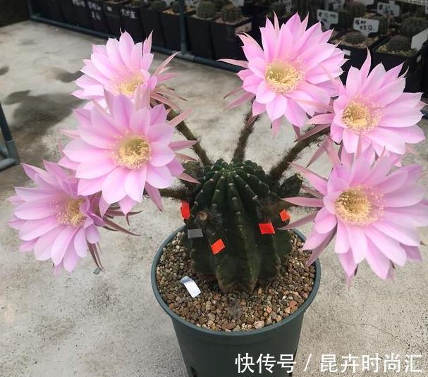 天热阳台该种植什么花?15种''抗晒''植物,盆栽赏花不犯愁