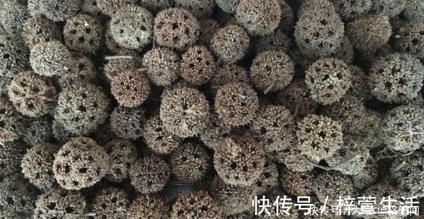 农村|在农村生活数十年，刚知道“路路通”是中药，很多人不认识它