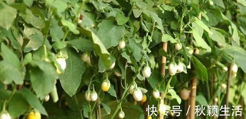 清热|女性想要身体好常吃四种食物，清热排毒，增强身体抵抗力