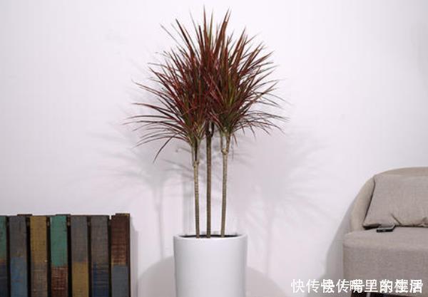 这“4种花”再穷也要养,还能带来财运,难怪有钱人家都会摆放