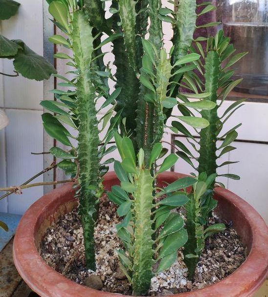 盆栽|夏季盆栽管理镇宅龙骨,不想踩雷该怎么办注意3方面就够了