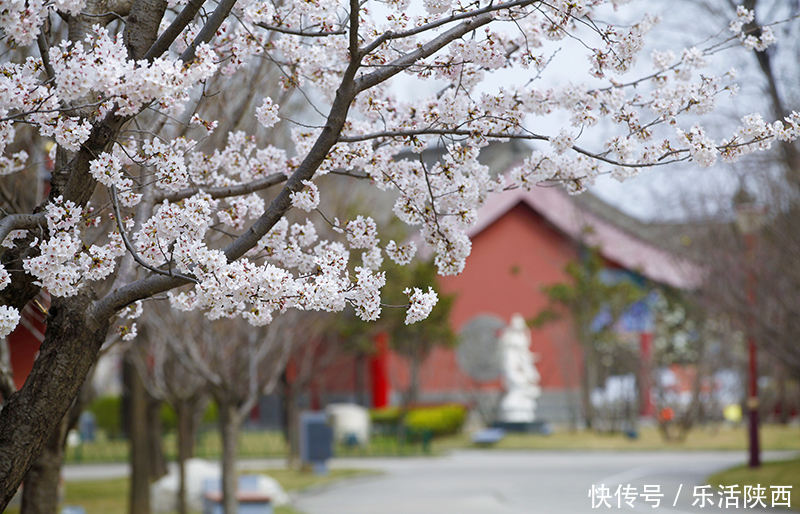 中年|百花争春时节，在西安，这些浪漫的事情一安排 ，想怎么嗨都行