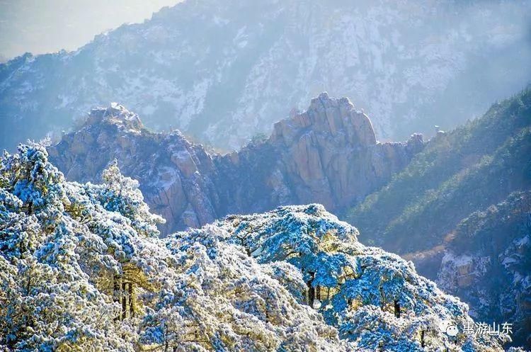 泰山银装素裹后石坞，雪松玉树赛仙境！