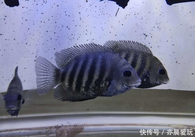 鱼友|这种治疗鱼病的方法,经验再多的鱼友也无从下手