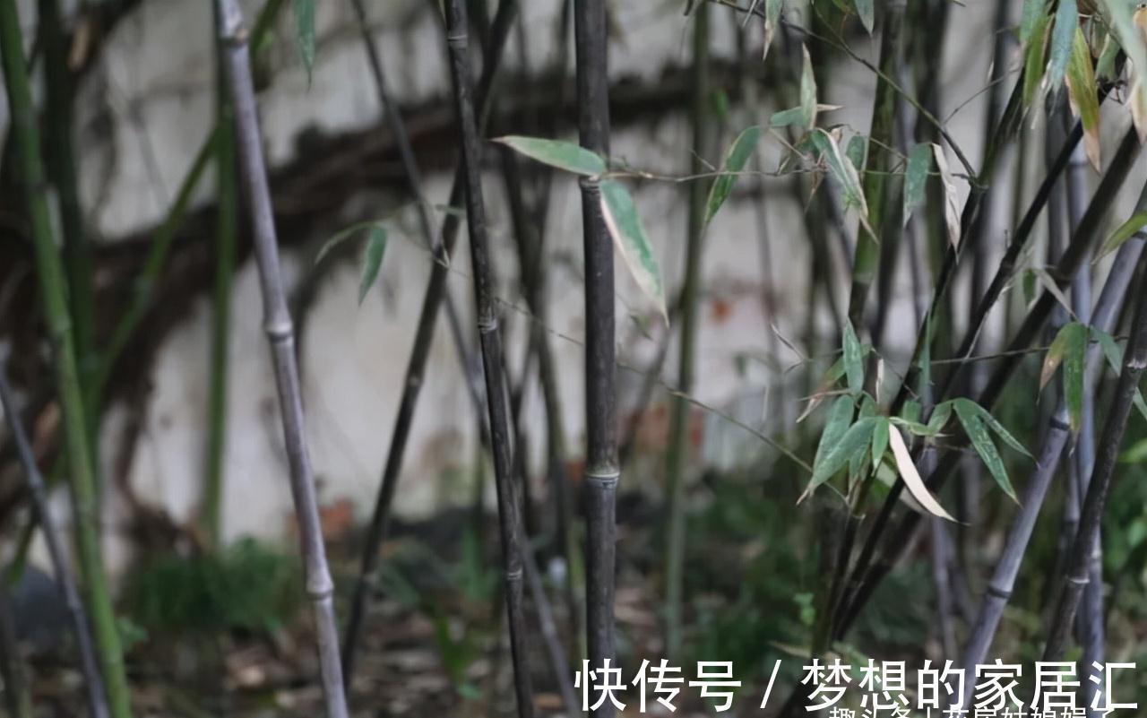 没有院子也能养好竹子,这几种竹子可以做成盆景养在室内