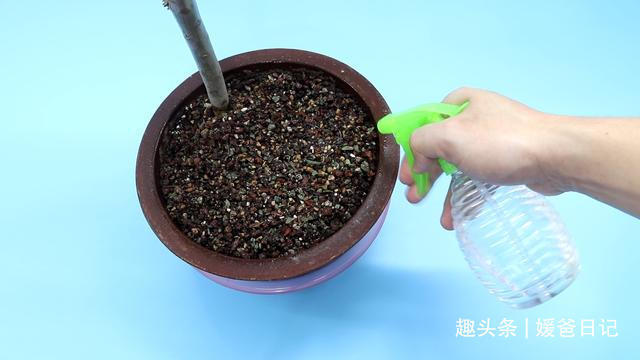 西红柿烂了别丢,越烂就越好,以前丢浪费了