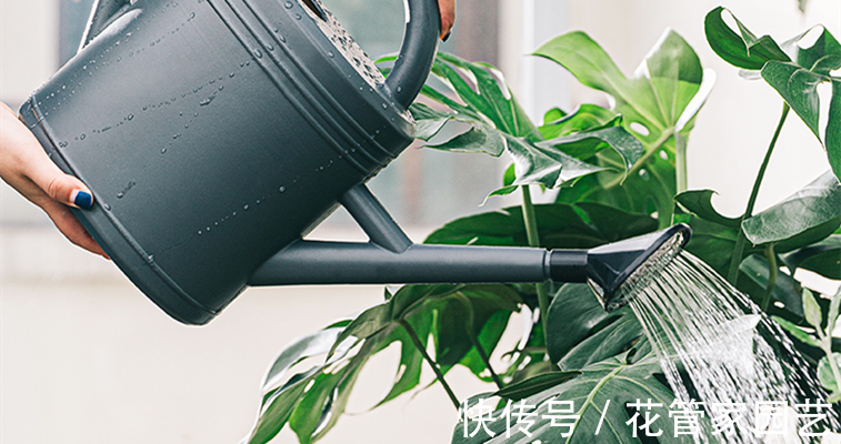 腐叶土+|园艺师教你君子兰怎么养,学会这五点,叶子绿得发亮,开花又多又大