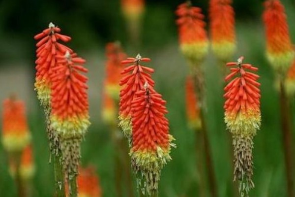 此花所代表的是希望,还有灿烂的人生,是有着非凡意义的花