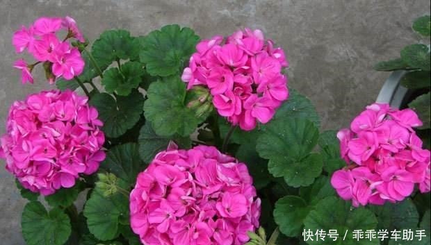 阳台养花就养它,耐热好养、开花多,夏天开到爆盆,像一个小花园!