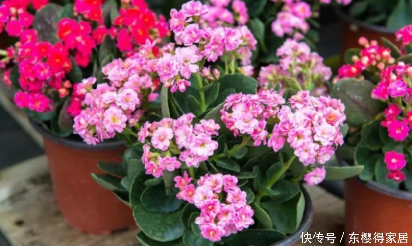 阳台养花，到了春天选什么盆栽好？牡丹、金银花、长寿花