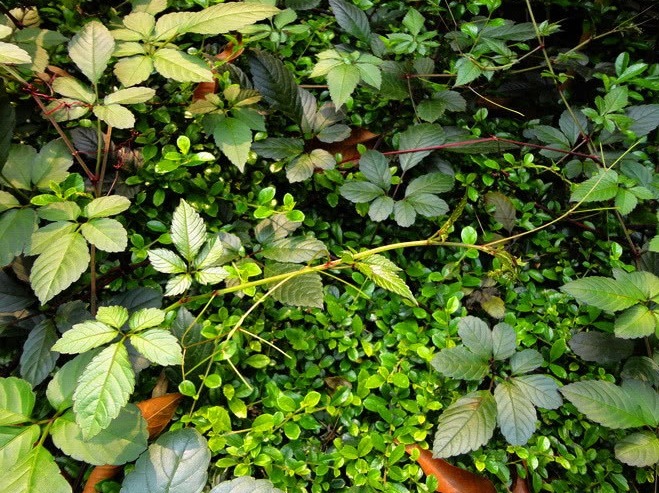 喉咙|农村常见的五龙爪,以下植物的药用价值很高,你食用过么