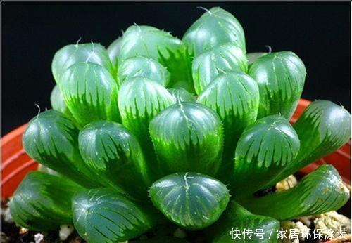 阳台|北阳台也能养殖的多肉植物，皮实耐阴颜值高，你值得拥有