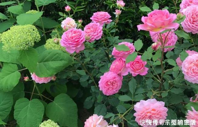 牡丹|此花漂亮不输牡丹,香味超过茉莉,养一盆花香四溢,家中种植必备