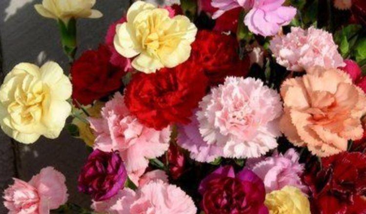 4种花好养不说,花量还大,花开艳丽