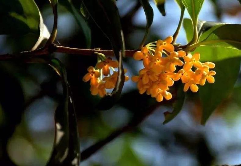  门前|古语说“门前有三树，家兴富三世”，是哪三种树？古人的美好寓意