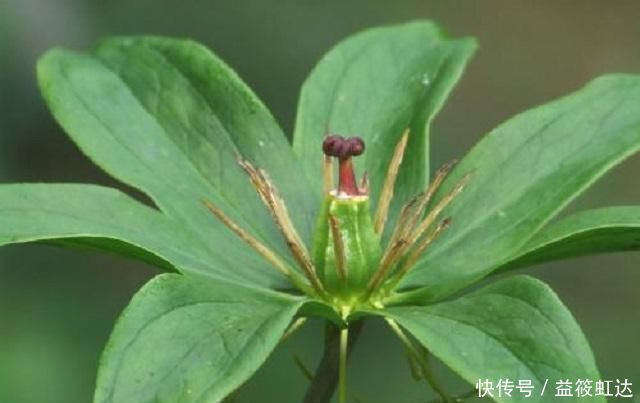 此种药草,学名七叶一枝花,很多农村路边常见,药效很好别错过!
