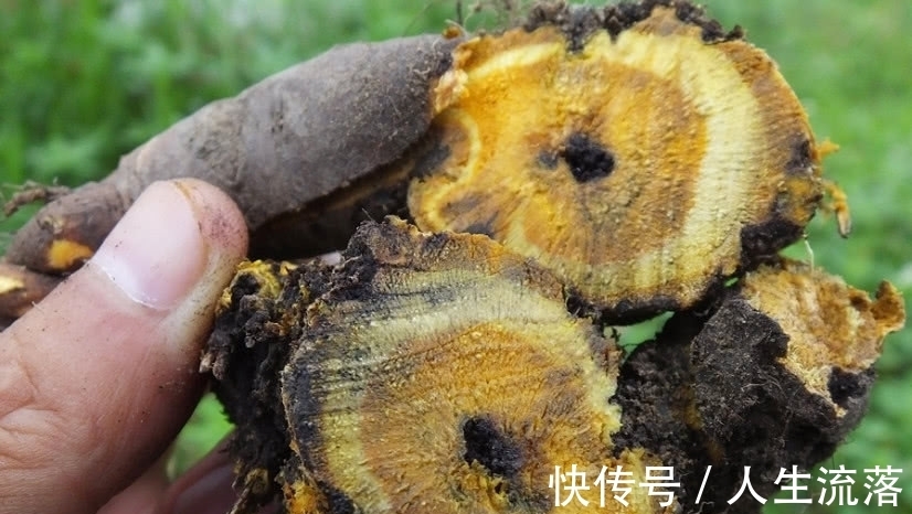 药用|农村一种野草像“菠菜”,它用处大却常被忽视,若见着请一定重视