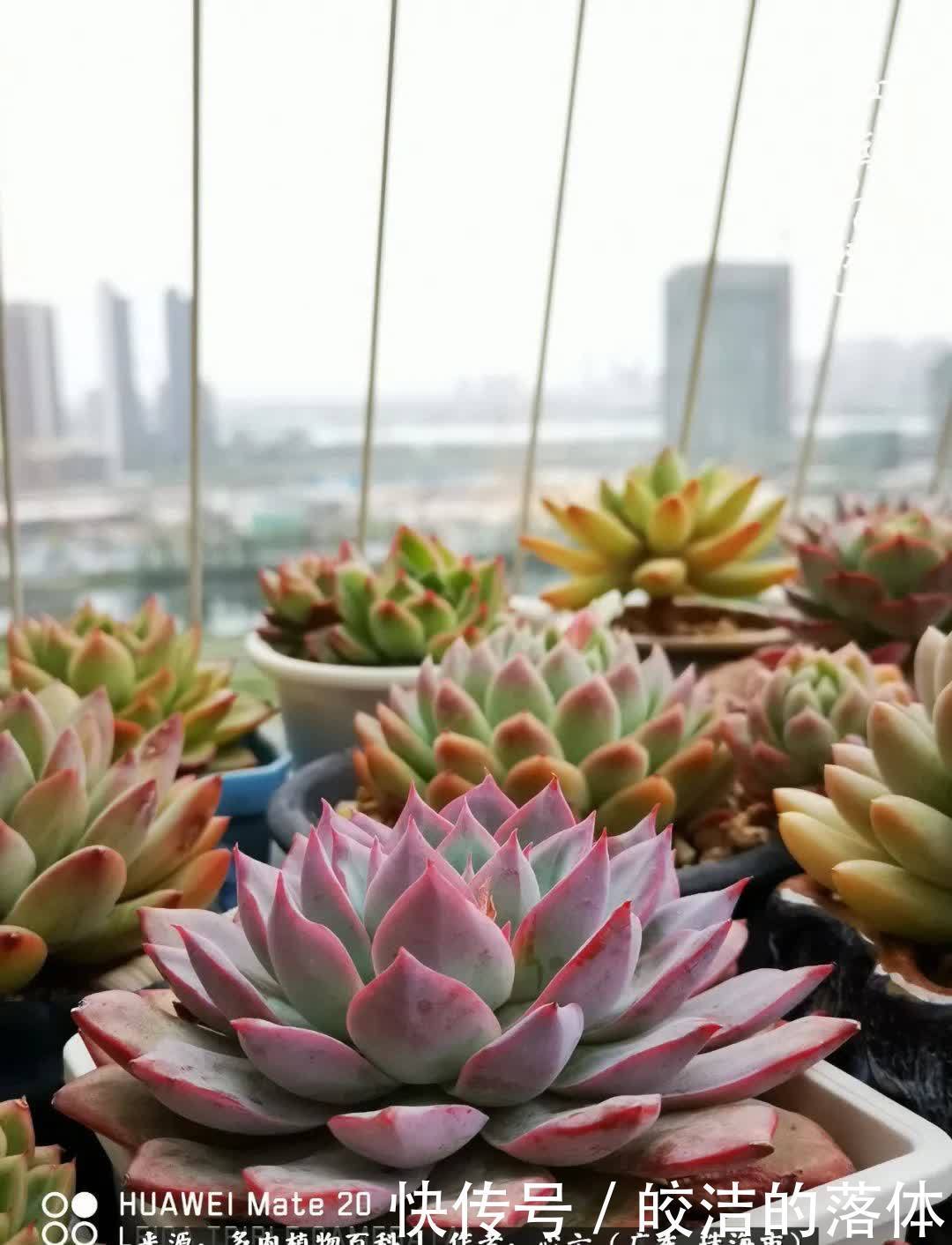肉肉|与多肉的相遇,就是一场治愈之旅
