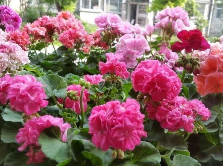 最受欢迎的4种花,开花超漂亮,花开芳香四溢,养在家中香飘满屋