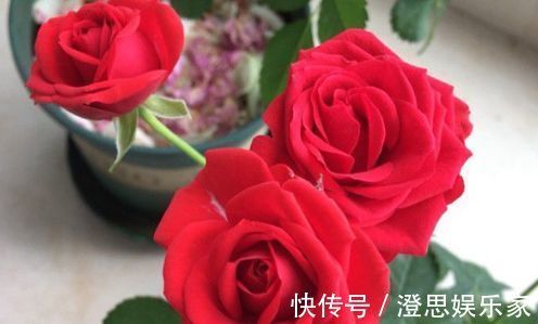 五彩石竹|喜欢玫瑰，不如养“传统玫瑰”永远的莫斯科，花色红艳，妩媚娇羞