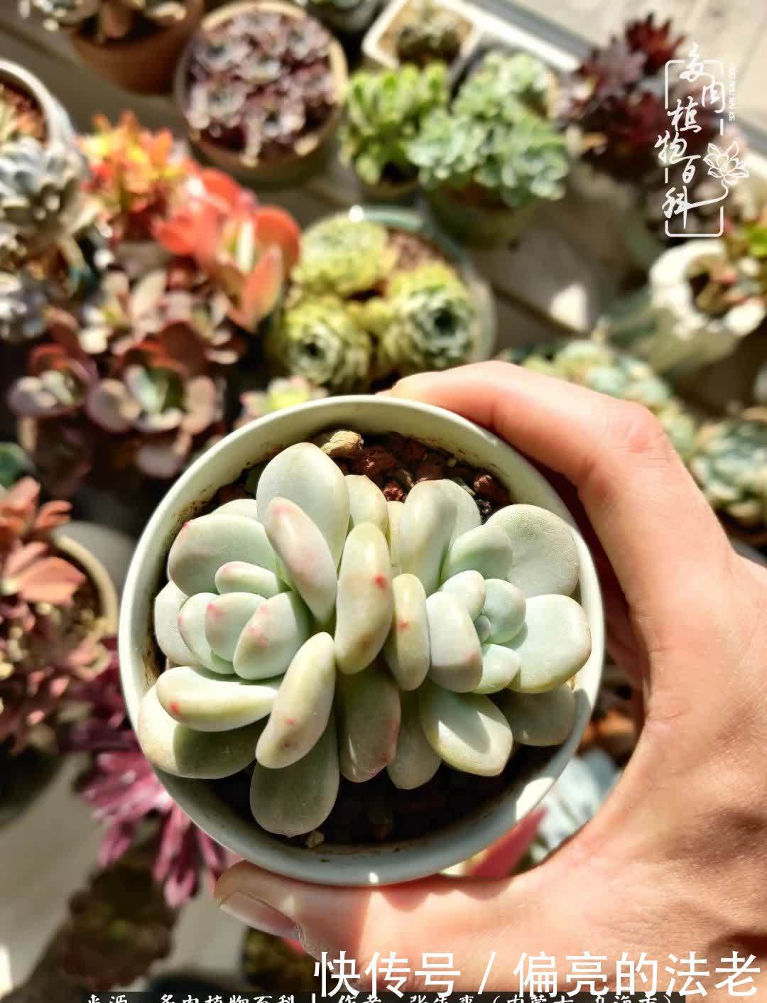 吸取教训,不断探索,英语老师的多肉碎碎念!