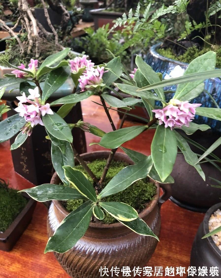 茶花|十月不知养啥花?看看这六种,好养又漂亮,可以放心入手