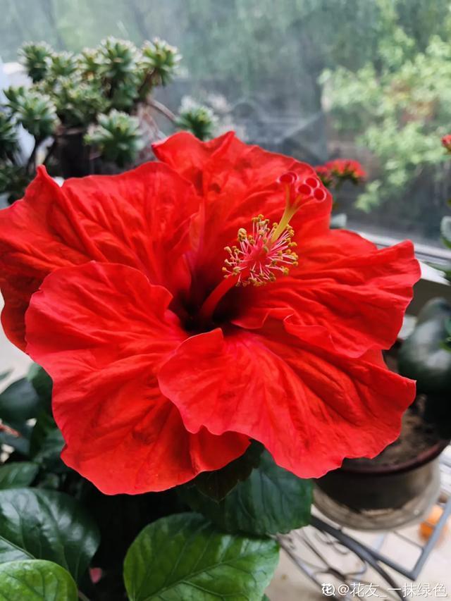 想要家里四季花开,这20种花,连续能开300天,完全不歇气