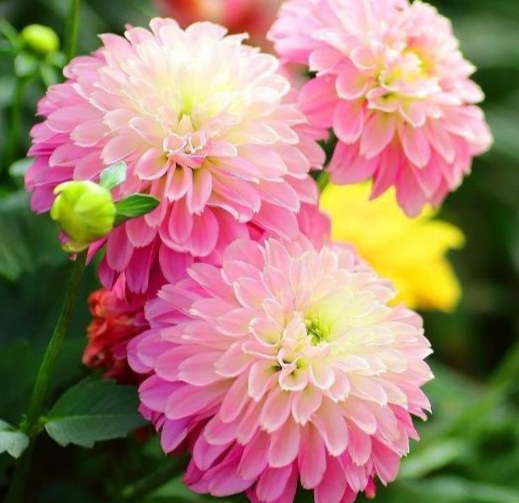 玫瑰海棠|养花就养个花期长的,花姿妖娆,四季繁花似锦,姿色艳丽
