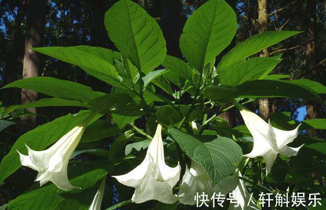 别看这些花草长得美,不要养在家里,“心眼”可坏啦