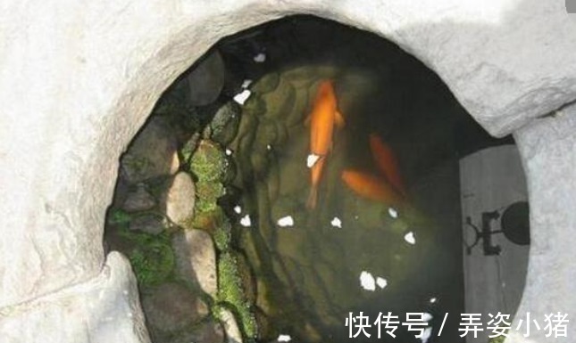 生活环境$古人掘井后,为何要在井里放鱼或乌龟?老祖宗的智慧不服不行