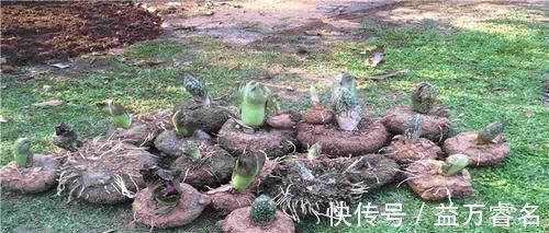 终结者|高血糖的“终结者”来了!每天吃一点,或能降低血糖,远离糖尿病