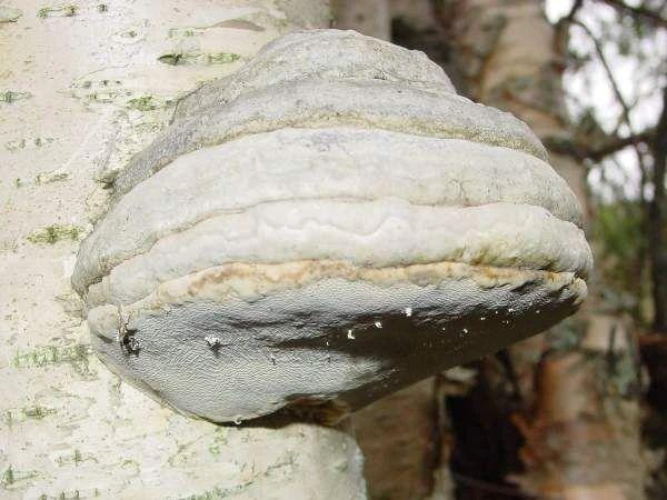 树木|日本网友发现野生奥利奥，这年头饼干都能从树上长出来了