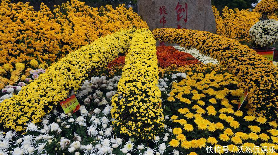 高山|喜欢菊花,不如养盆悬崖菊,花开似“高山悬崖”,开花爆满菊花海