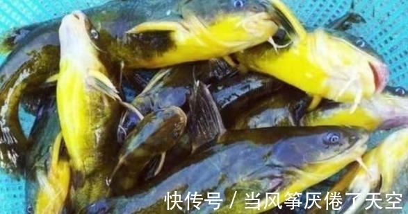 鱼率|黄鸭叫这钓法太火了,上鱼率高,比手竿钓更过瘾