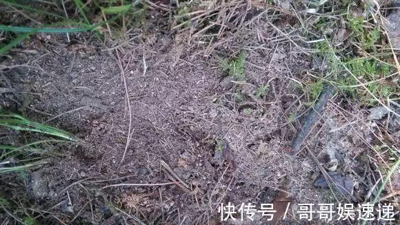 树皮|养花最怕烂根,盆底垫点料,盆土透气排水畅快,根粗叶绿开花勤