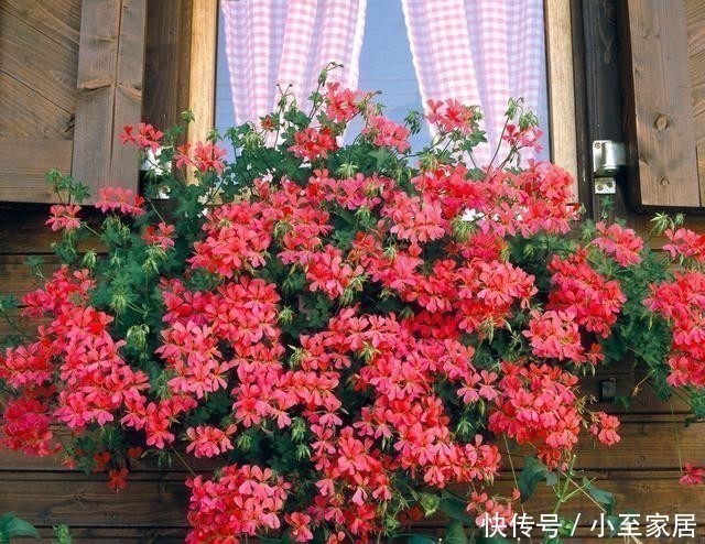 五种花|五种花就要勤修剪,越剪开花越多、越茂盛,要不花量少又难看