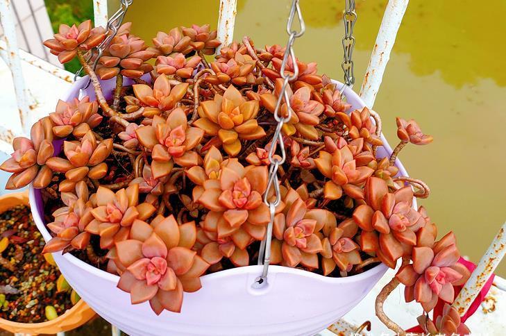 肉友|我们养多肉的过程中该不该给多肉砍头?什么时候砍头合适?