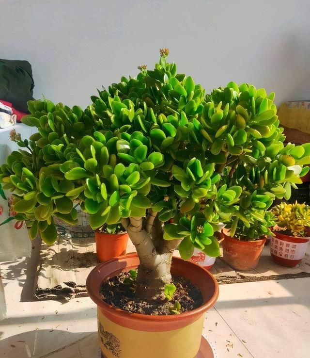 叶片|有名的“12种旺财花”,吉祥又大气,养成老桩更“旺家”