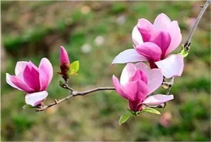 为人父母|一个家庭,想要家庭欣欣向荣,谨记这三件事