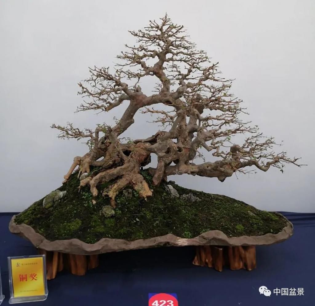  制作|盆景制作中的气、势、神、韵如何表现！静态和动态相结合是精髓