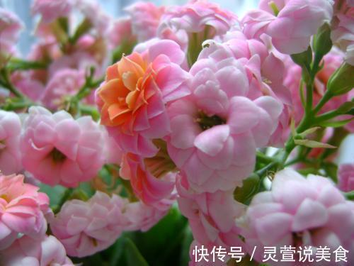 立冬将至,养花就养“此2种”,漂亮又好养而且一茬接一茬开不停